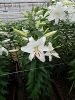 [5268 Siberia EVR No01.JPG]